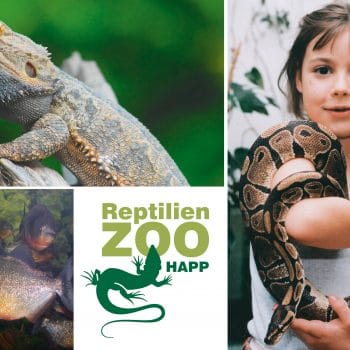 Reptilien Schlangen
